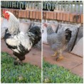 Brahma Dark
