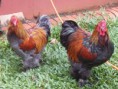 Brahma Perdiz Dorado